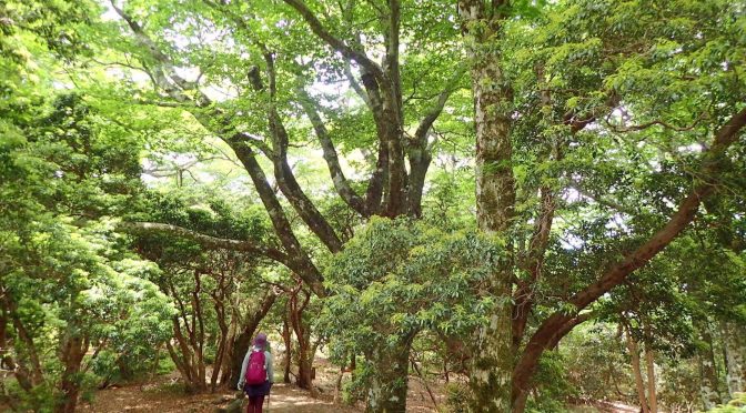 天城山〜天城峠