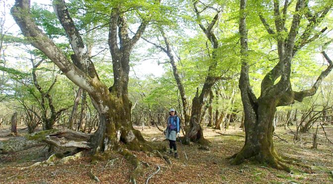 世附峠〜籠坂峠