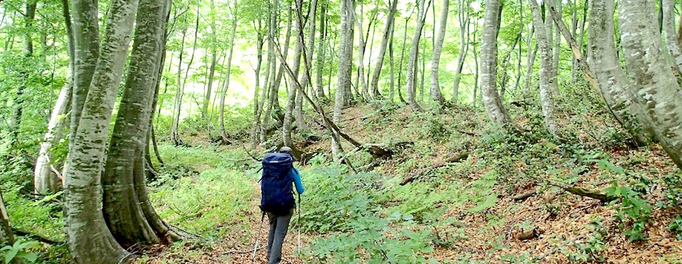 ブナの沢旅