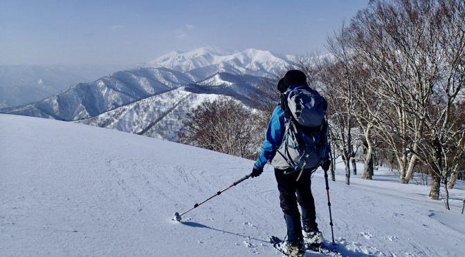山毛欅沢山