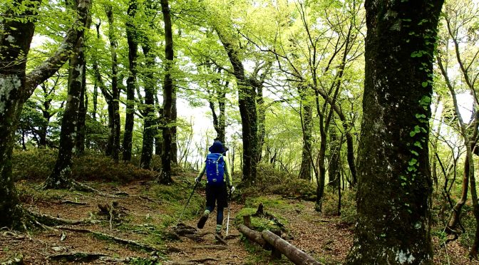天城山〜天城峠（天城縦走路）