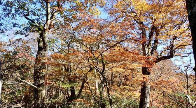 尼ヶ禿山〜ブナ平
